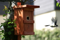 /Bilder/Kamera/Meise Flug.jpg